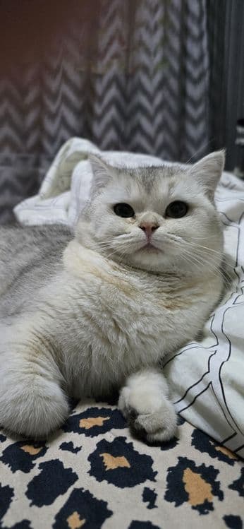 Britanski serebristi shinshilla — 4