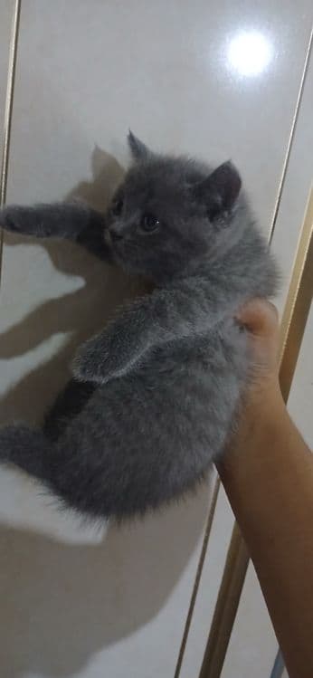 Скоттиш фолд и Скоттиш страйт — 2