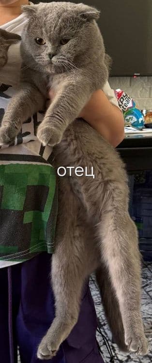Скоттиш фолд и Скоттиш страйт — 3