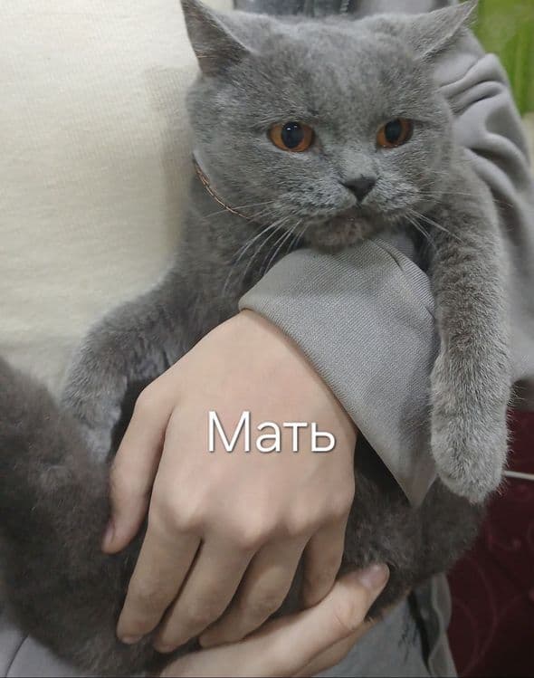 Скоттиш фолд и Скоттиш страйт — 4
