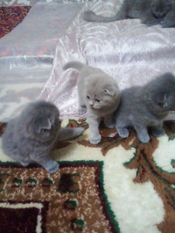 Мальчик лиловый 1 годик шотландские веслоуха скоттиш фолд. — 2