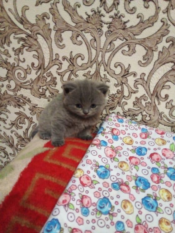 Мальчик лиловый 1 годик шотландские веслоуха скоттиш фолд. — 4