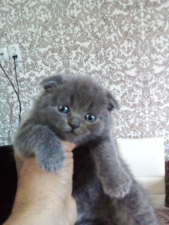 Мальчик лиловый 1 годик шотландские веслоуха скоттиш фолд. — 5