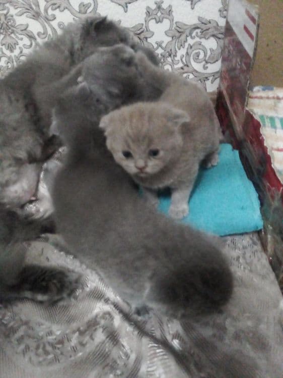 Мальчик лиловый 1 годик шотландские веслоуха скоттиш фолд. — 6