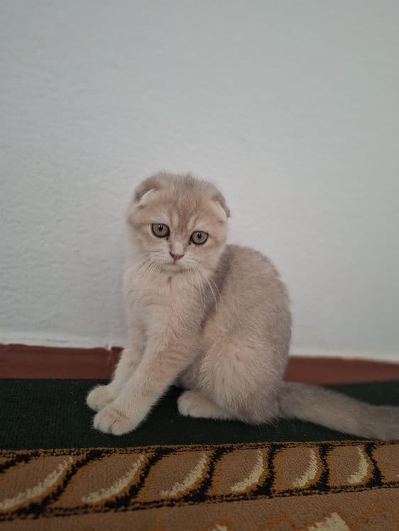 Zotli mushuk bor — 2