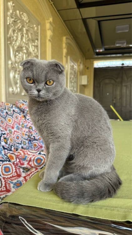 Эркак Мушук  Scottish Fold — 2