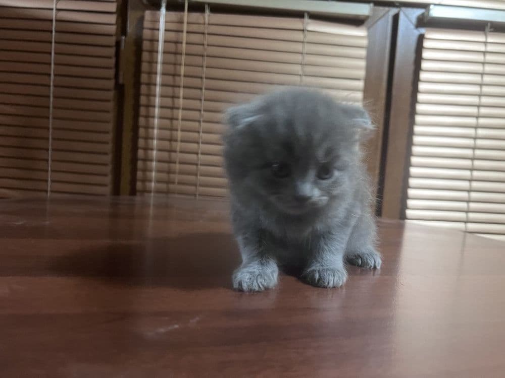 Продаеться котята чистокровной 2 месяца — 2