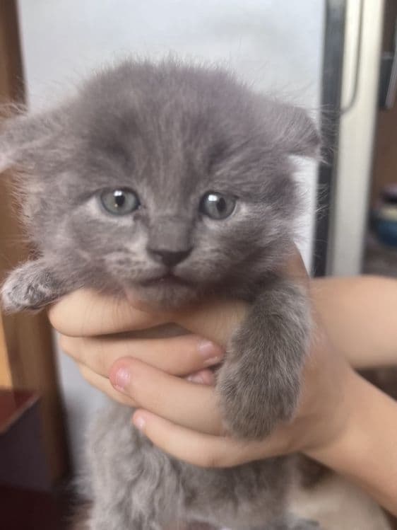 Продаеться котята чистокровной 2 месяца — 3