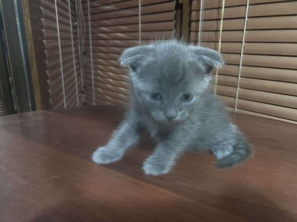 Продаеться котята чистокровной 2 месяца — 5