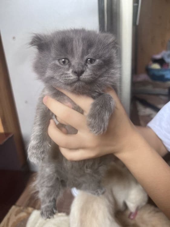 Продаеться котята чистокровной 2 месяца — 6
