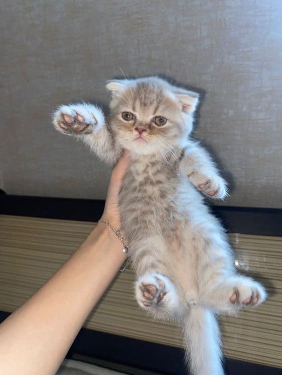 Котята вислоухие — 1