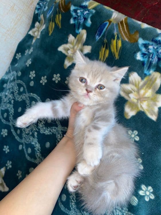 Котята вислоухие — 2