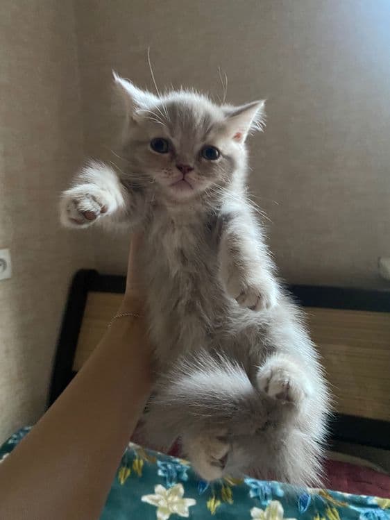 Котята вислоухие — 3