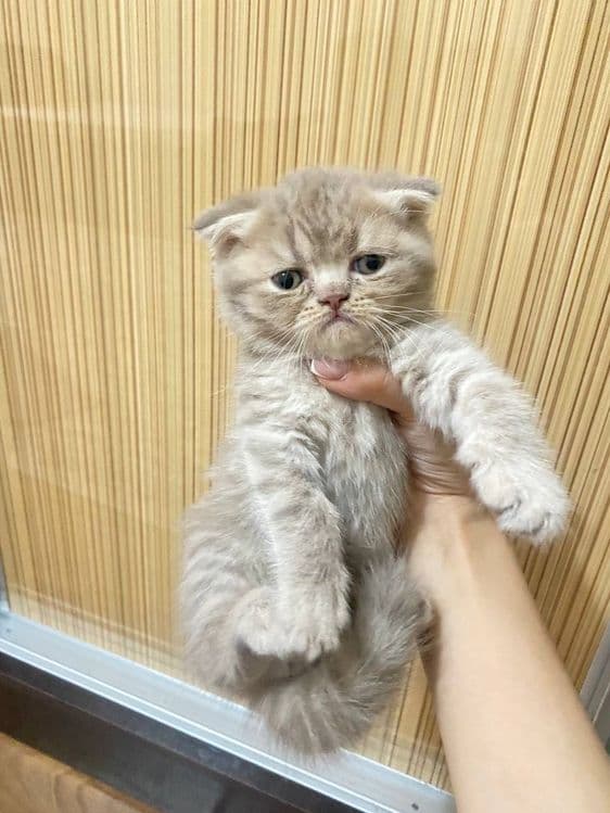 Котята вислоухие — 4