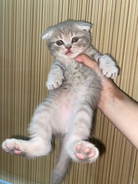 Котята вислоухие — 5