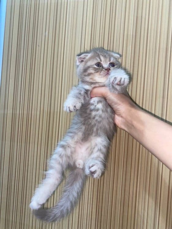 Котята вислоухие — 6