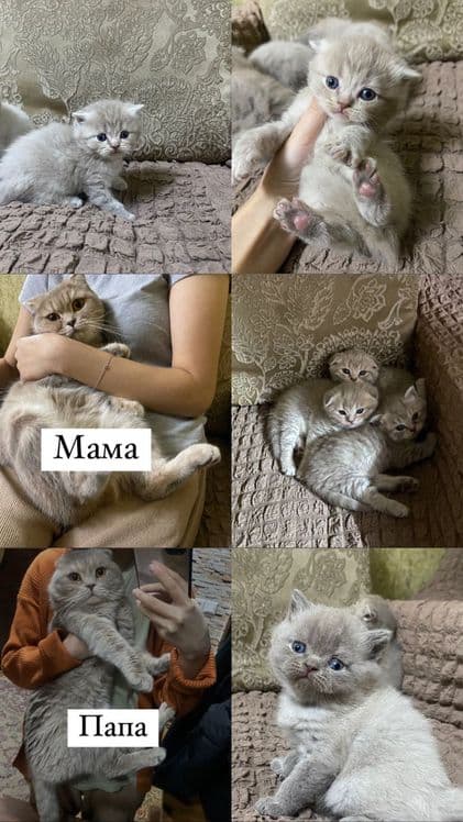 Котята вислоухие — 7