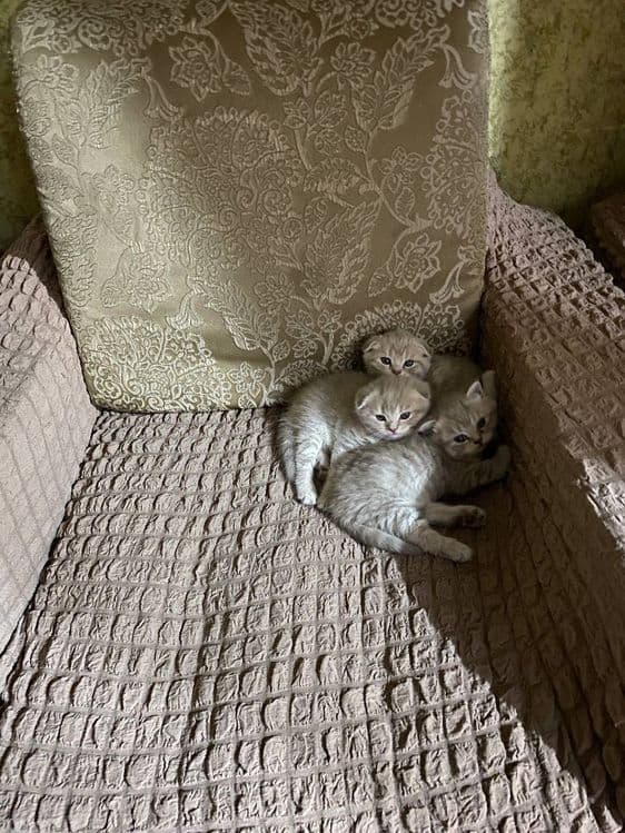 Котята вислоухие — 8