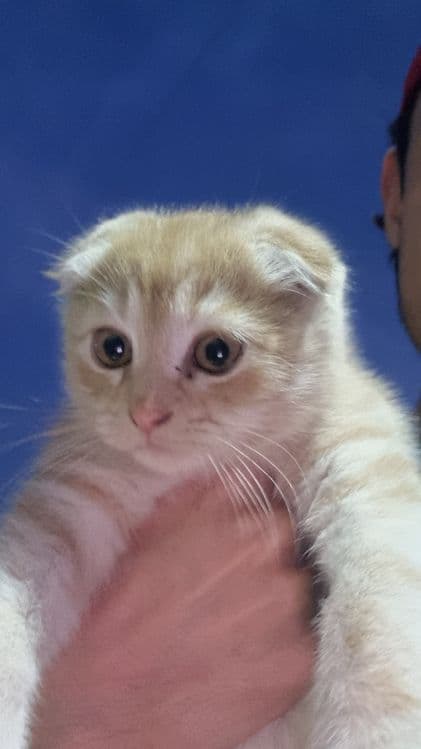 Scottish fold orginal — 1