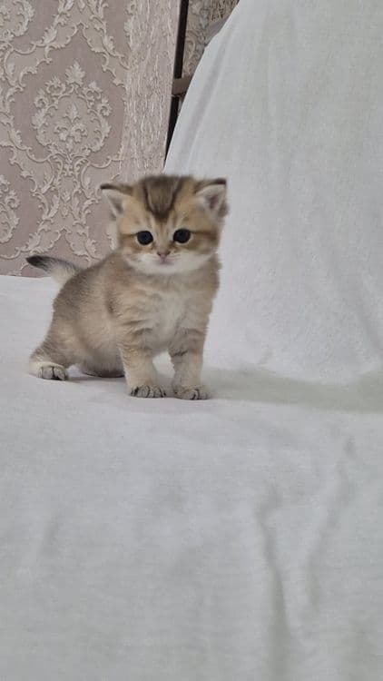 Britan straight chinchilla — 2