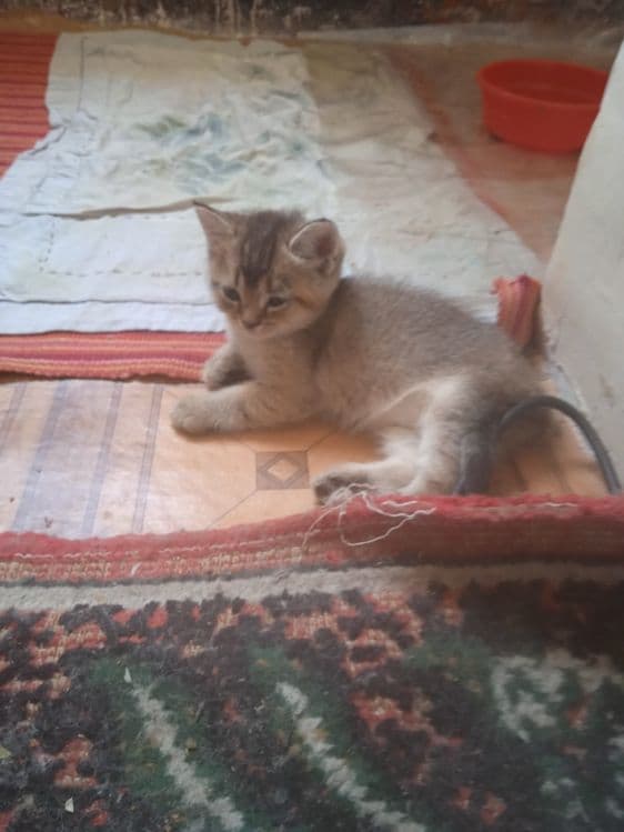 Милинкие котенки пародой золотая шиншила — 2