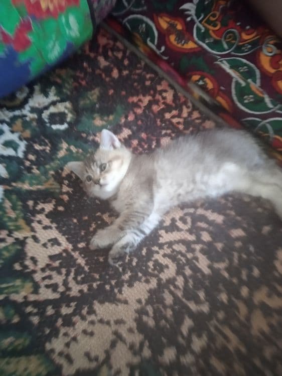 Милинкие котенки пародой золотая шиншила — 3