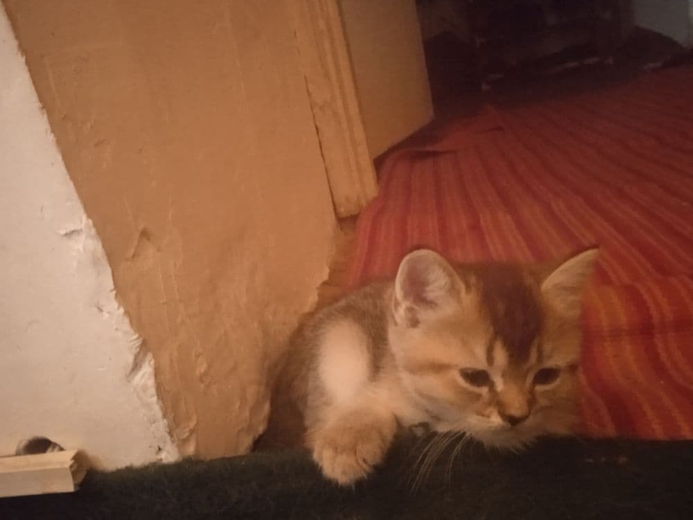 Милинкие котенки пародой золотая шиншила — 4