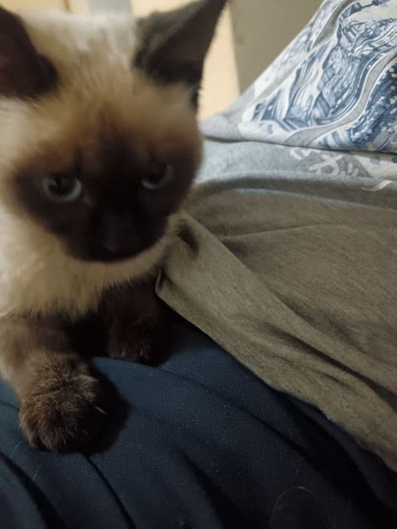 Котенок домашний приучены — 1