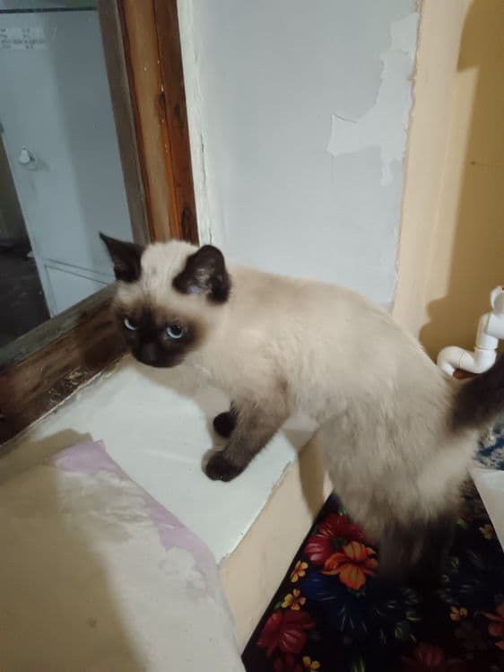 Котенок домашний приучены — 2