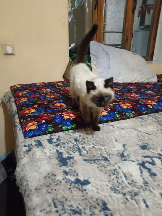 Котенок домашний приучены — 3