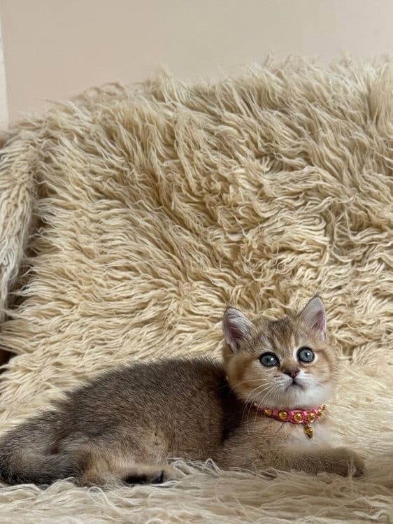 Продаётся Шотландский залатистий шиншилла  фолд и страйт — 2