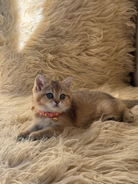 Продаётся Шотландский залатистий шиншилла  фолд и страйт — 3