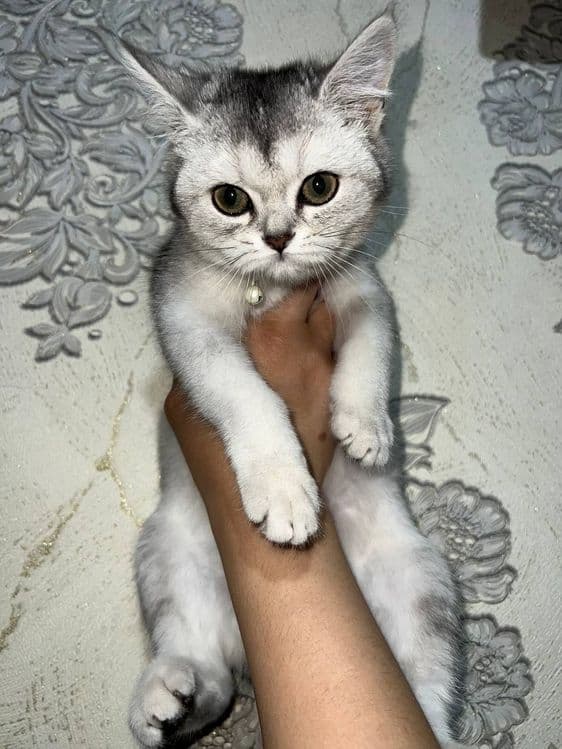 Шинщила сотилади 3ойлик — 1