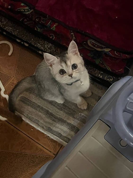 Шинщила сотилади 3ойлик — 3