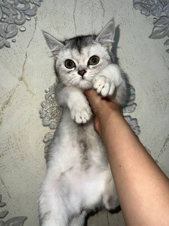 Шинщила сотилади 3ойлик — 4