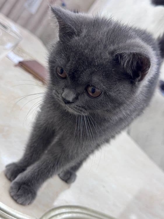 British Shorthairga o‘xshash yoki “Britan zoti mushukcha” deb ham ayti — 2