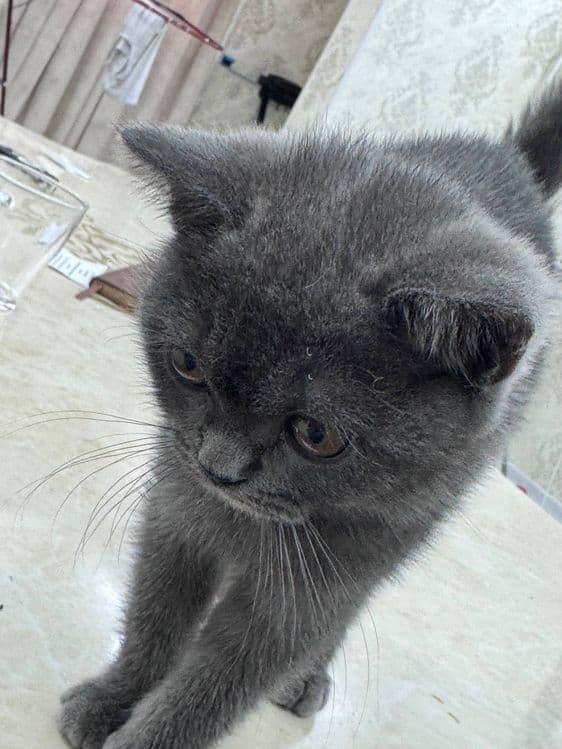 British Shorthairga o‘xshash yoki “Britan zoti mushukcha” deb ham ayti — 3