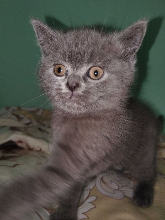 Чистый Скоттиш Страйт Мальчик! — 2