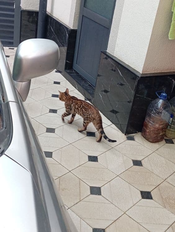 Zoti Bengal toza zot o'g'il — 2