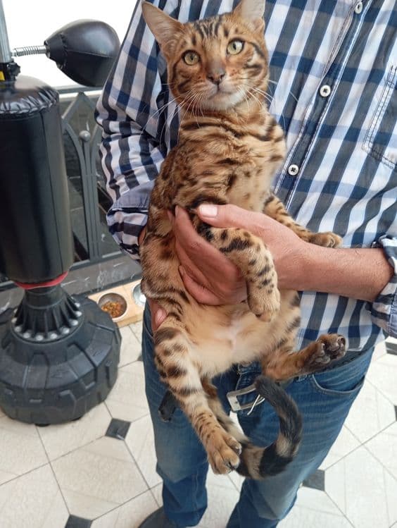 Zoti Bengal toza zot o'g'il — 3