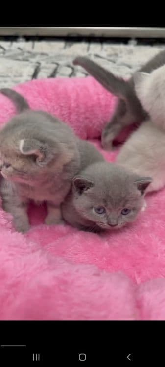 Вислоухие котята — 1
