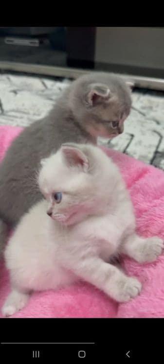Вислоухие котята — 2