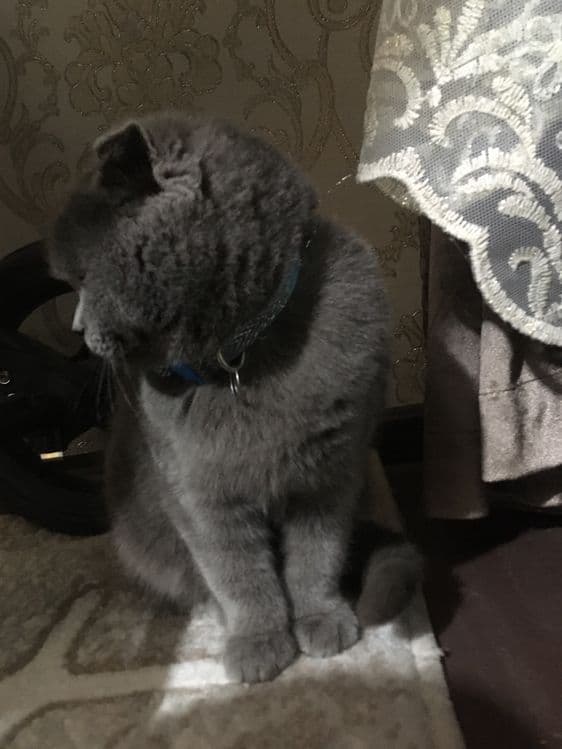 Продаётса скотиш фолд — 3