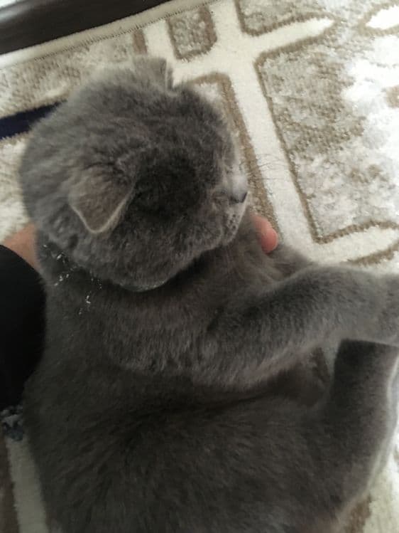 Продаётса скотиш фолд — 5
