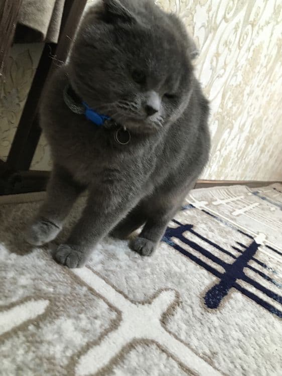 Продаётса скотиш фолд — 6