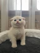 Scottish Fold Shinshilla 1,5 Oylik Qiz