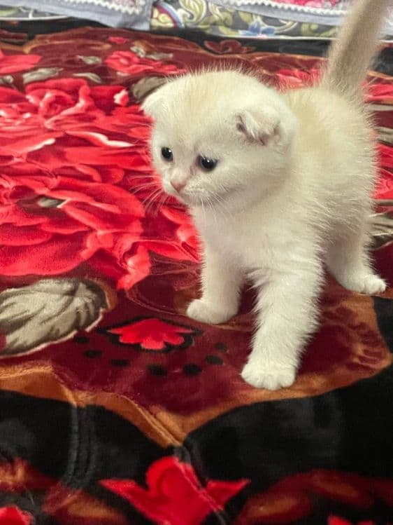 Scottish Fold Shinshilla 1,5 Oylik Qiz — 2