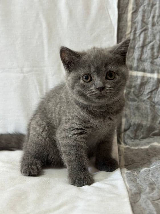 Британские котята — 1