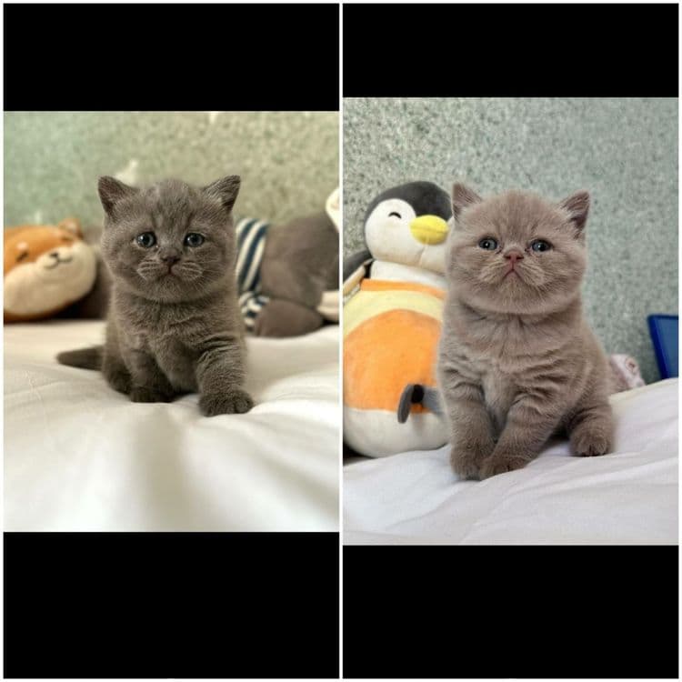Британские котята — 2