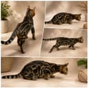 Bengal mushuk бенгальский котик